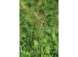 Image result for Panicum adenophorum