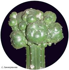 Image result for Cyanotis caespitosa