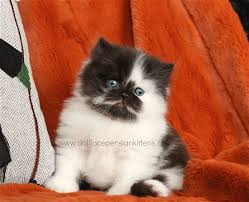 Well handled and from a smoke free home. Black And White Persian Kitten Photo Gallery Black And White Kittenspersian Himalayan Kittens For Sale In A Rainbow Of Colors In Business For 32 Years