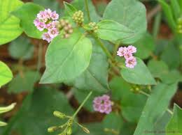 Image result for Boerhavia diffusa