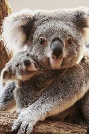Nature Lists On Ranker Cute Animals Koala Koalas