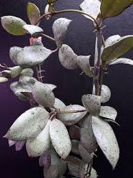 Image result for Selago lacunosa