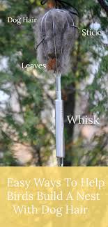 Birds And Their Nests Pictures Easy Ways To Help Birds Build Their Nests With Dog Hair My Brown Newfies Dog Hair Birds Bird Nesting Material