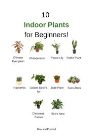 Indoor Plants For Beginners Modern Decor Greenery Bohemian Decor Tropical Decor Home Decor On A Budget Home Dec Bedroom Plants Indoor Plants Plants
