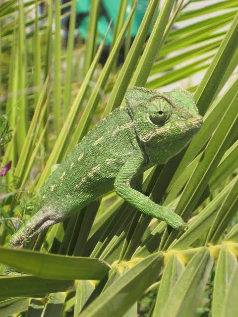 Chameleons on my Doorstep | spokenfromscratch