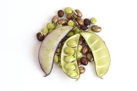 Image result for Dolichos