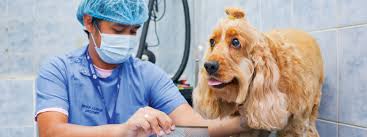 You must be able and willing to spend. Home Abu Dhabi Animal Shelter