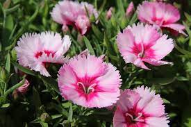 Free Image On Pixabay Paeraengyi Dianthus Flower Flowers Perennials Dianthus Flowers Easiest Flowers To Grow