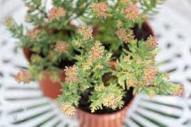 Image result for Crassula sarcocaulis