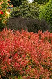 Image result for Berula thunbergii