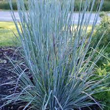 Image result for Schizachyrium
