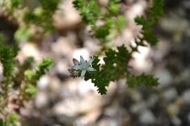 Image result for Sedum ruwenzoriense