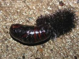 .unlike many moths, the giant leopard moth caterpillar does not make a solid cocoon, but rather a giant leopard moth in action (this is a photo of one found in the wild, not the one i hatched). Bug Pictures Giant Leopard Moth Hypercompe Scribonia By Diohio