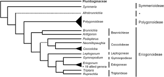 Image result for Afrobrunnichia