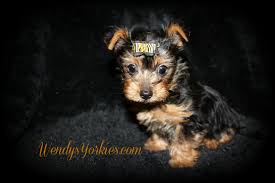 Our puppies are raised in our own home and treated as members of the family. Available Male Yorkshire Terrier Puppies For Sale In Tx Wendys Yorkies