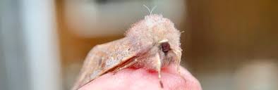 Image result for Orthopichonia cirrhosa