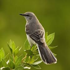 Backyard Birds Of Middle Tennessee Are You Really Southern State Birds Backyard Birds Bird