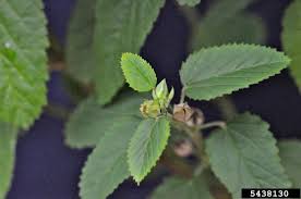 Image result for Sida spinosa