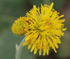 Image result for Haplocarpha