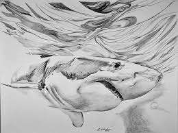 We did not find results for: By Edward Johnston Great White Shark Drawings