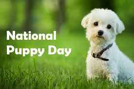 A lot of people fall in love with puppies because of their cute appearance and funny behavior. National Puppy Day 2021 History Quotes Jokes Ways To Celebrate