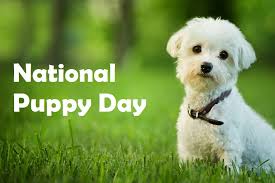 20 hours ago · in celebration of national dog day, let us introduce you to our radiant pups for your enjoyment (and let's be honest — ours too!). 10 Funny Ways To Celebrate National Puppy Day Pets Unique