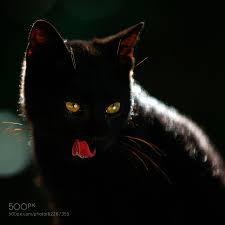 Maybe you would like to learn more about one of these? 45 Best Enchanting Black Cat Photos And Images 500px