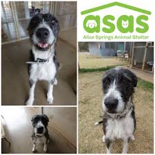 We did not find results for: Alice Springs Animal Shelter Petrescue