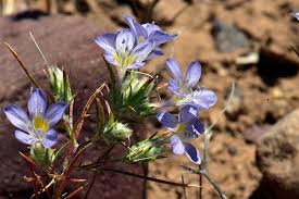 Image result for Eriosema pauciflorum
