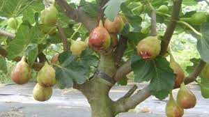 Tutorial lengkap tut pokok tin. 10 Cara Mencangkok Buah Tin Paling Mudah Ilmubudidaya Com