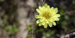 Image result for Blepharis dunensis