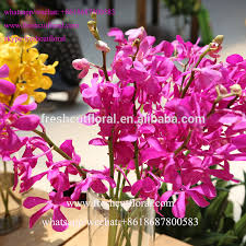 Check spelling or type a new query. 2016 High Quality Flowers Orchids And Japan Preserved Roses Live For Bouquet Of Wedding Flowers Buy Orchids Flower Wholesale Fresh Cut Orchid Flowers Fresh Cut Roses Flowers Product On Alibaba Com
