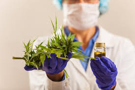 Resultado de imagen para cannabis medicinal
