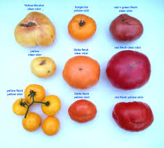 Tomato Fruit Color Mutations