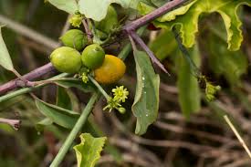 Image result for Corallocarpus bainesii