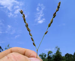 Image result for Alloteropsis