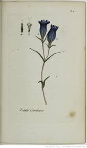 flora parisiensis ou description et figures des plantes qui croissent aux environs de paris 2 t second 1777 art botanical natural history i botan coloriage dessin