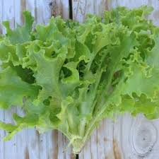 100 зеленый лист салатник lettace семена. Tango Lettuce Seeds Urban Farmer