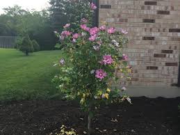 This form is found on all clematis; Rose Of Sharon Tree Leaves Turning Yellow