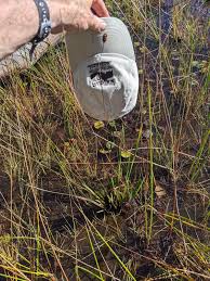 Image result for Xyris gossweileri