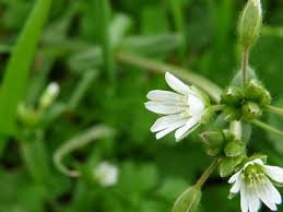 1. in this brief video, hear. Chickweed Pictures Flowers Leaves Identification Stellaria Media