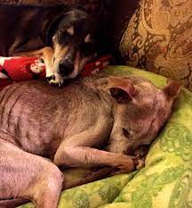 Nova mobile vet is northern virginia's premier mobile animal hospital. The Final Ride Pet Euthanasia Dr Dale Krier Pet Euthanasia And Mobile Veterinary Services