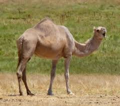 Open to the public a few times a year. Hot Times At The Oasis Camel Dairy East County Magazine