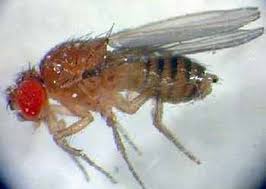 how to get rid of fruit flies in your