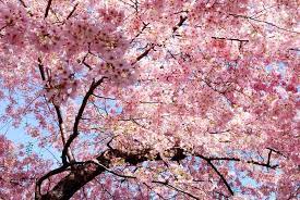 Expatica is the international community's online home away from home. City Of Tallahassee Fl Government Okame Cherry Is One Of The Tree Species Available This Year Through The City S Adopt A Tree Program It Is A Quick Growing Low Maintenance Understory Tree