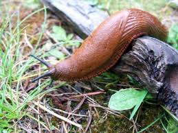 One thing they don't like is soil that is too dry for them to efficiently move and crawl around on. 12 Easy Tips For Getting Rid Of Slugs In Your Garden Organic Authority