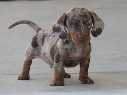 Mini Chien Chien Miniature Panda Mini Chien 40 Petites Boules De Poils A Croquer Chien Croise Chiot Teckel Chien Teckel