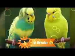 Muhabbet Kusu Rahatlatma Uyutma Muzigi Fotografli Youtube 2020 Muhabbet Kuslari Kusu Kus