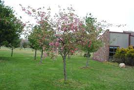 Check spelling or type a new query. Plantfiles Pictures Malus Bechtel Crabapple Plena Malus Ioensis By Kennedyh