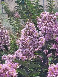 Image result for Lagerstroemia indica